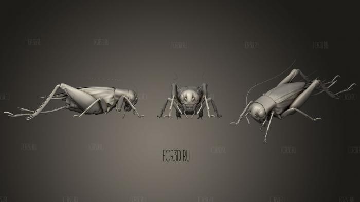 Insect beetles 61 stl model for CNC